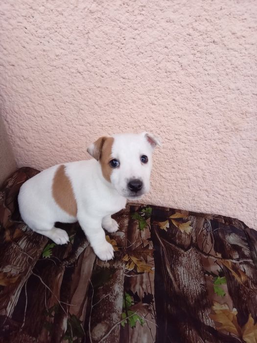 Продається цуценя Джек Рассел Тер'єр