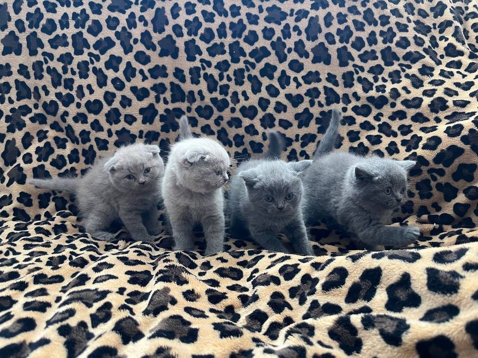 Британські котенята