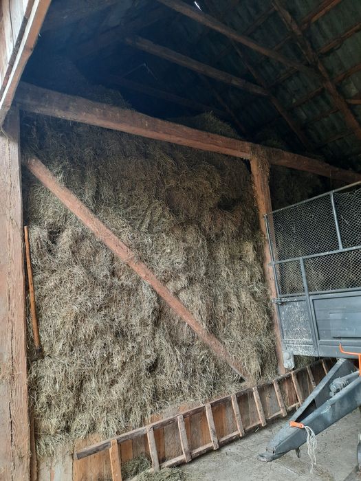 Siano w kostkach tegoroczne, owies