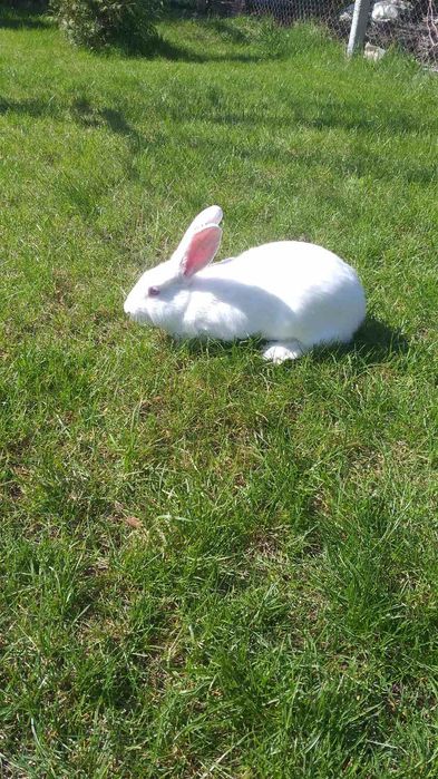 Продам мясо кролика