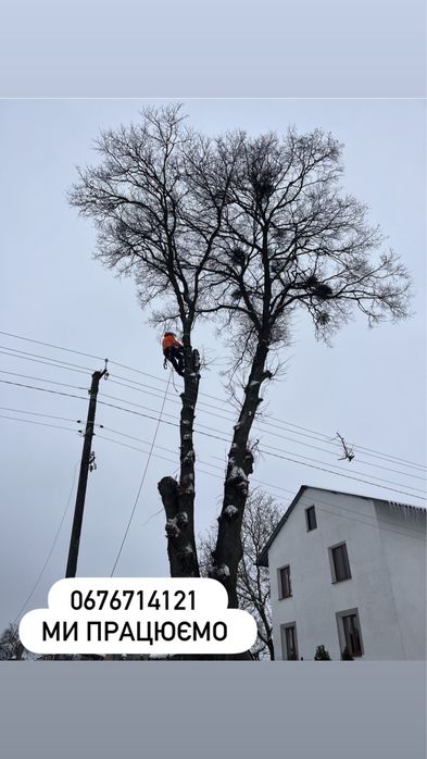 Зрізання дерев, обрізка, подрібнення, вивіз, зріз, обрізка дерев, чистка під будівництво