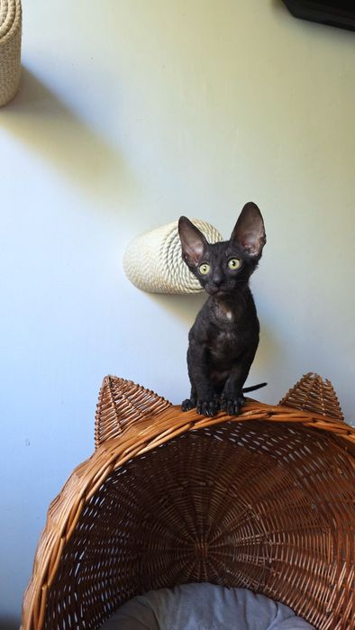 Кошеня Корніш рекс хлопчик