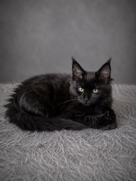 Котенок Мэйн-куна 3 месяца
