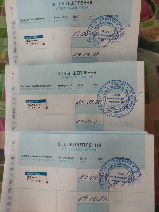 Цуценята німецької вівчарки