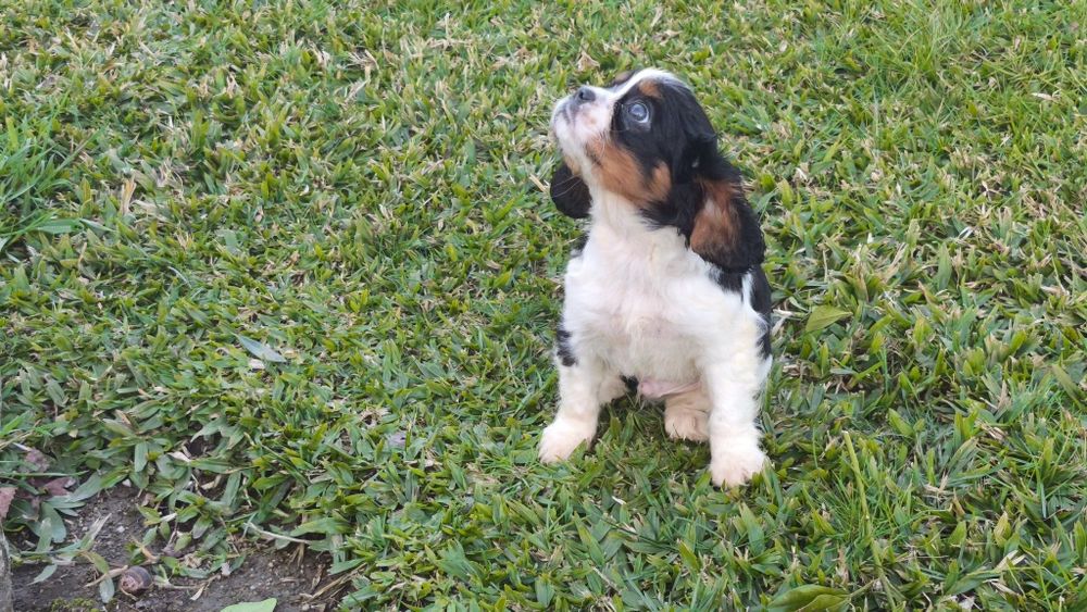 King Charles cavalier macho tricolor