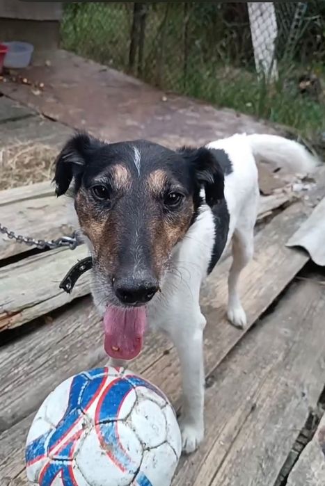 Лео шукає хорошу родину