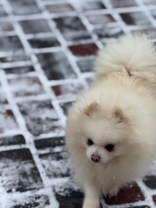 Дівчата померанського шпіца