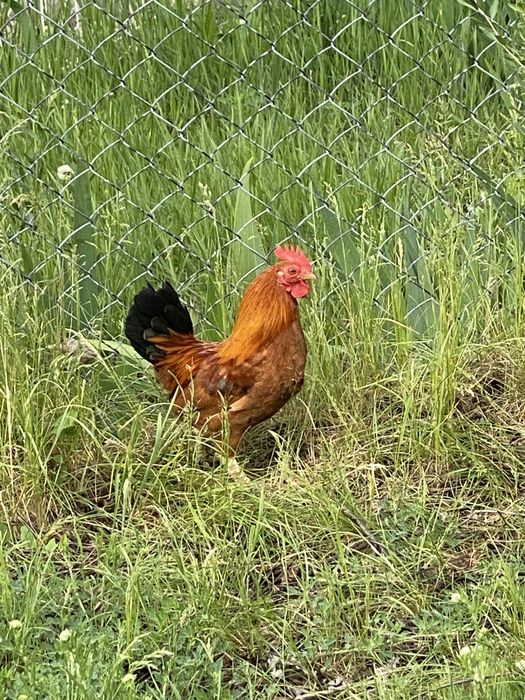 Півні Петух курей Бентамки