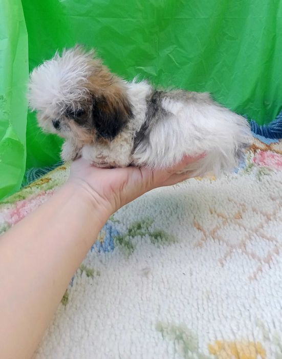 Shih-tzu macho com LOP
