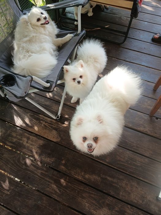 Вязка..Кобель   100% немецкий щпиц, не малый. Готов к новому потомству