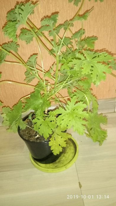 Лимонна геранька, духмяна пеларгонія- чудова лікування