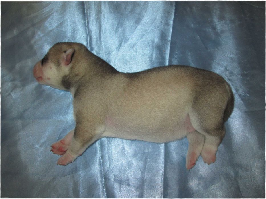 Macho Cinzento e Branco Husky Siberiano
