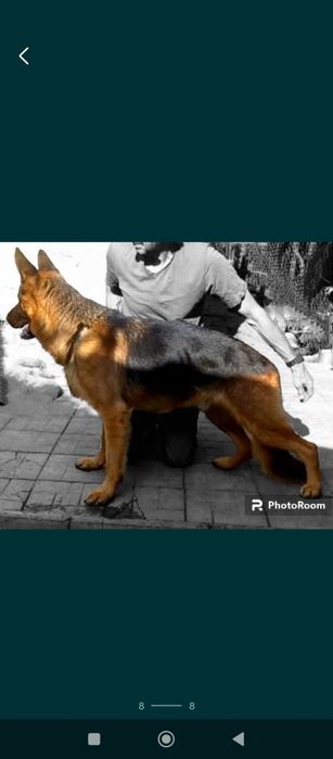 Шикарные щенки для ценителей породы