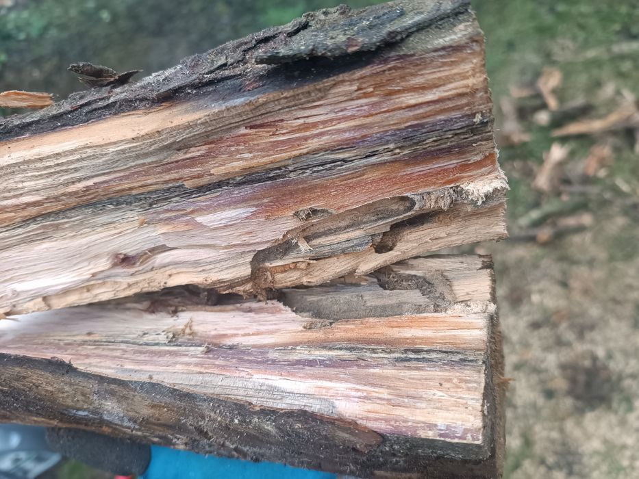 Drzazga szczypka rozpałka smolniak 40 zł worek  (grill,ognisko,kominek