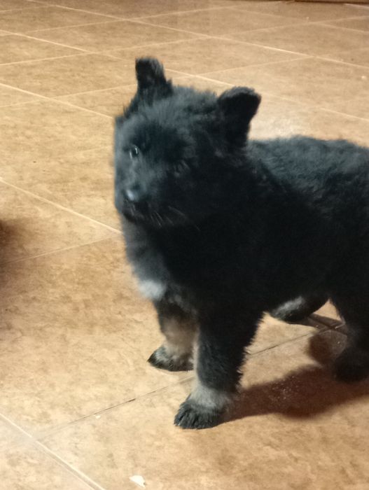 Pastor alemão Preto afogueado