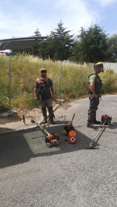Limpeza de terrenos abate de árvores