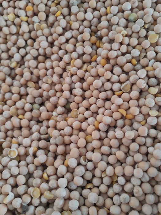 Nasiona grochu do siewu