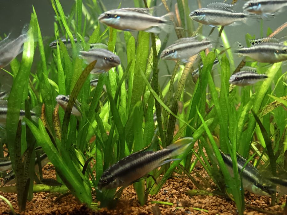 Kribensis (Pelvicachromis pulcher)