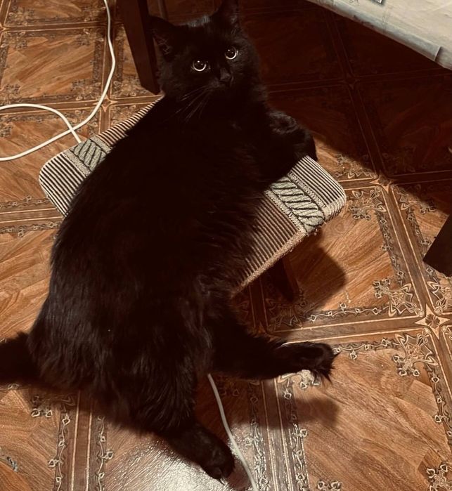 Віддамо в хороші руки котика