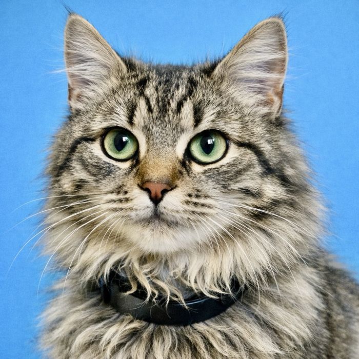 Тигровый котенок 6мес табби пушистый котик кошеня лесной