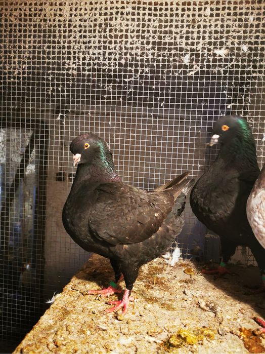 Golebie Kingi mlode pary likwidacja