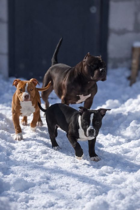 Супер діти Американський Буллі