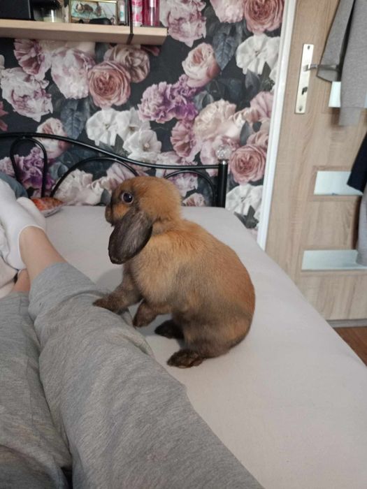Króliczek mini lop