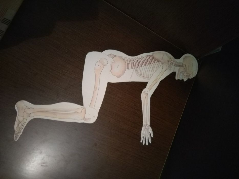 Conjunto de Enciclopédias do Estudante Novas