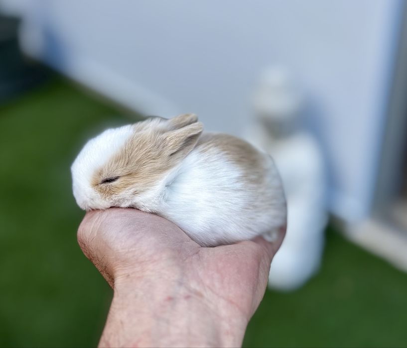 Coelho anão miniatura