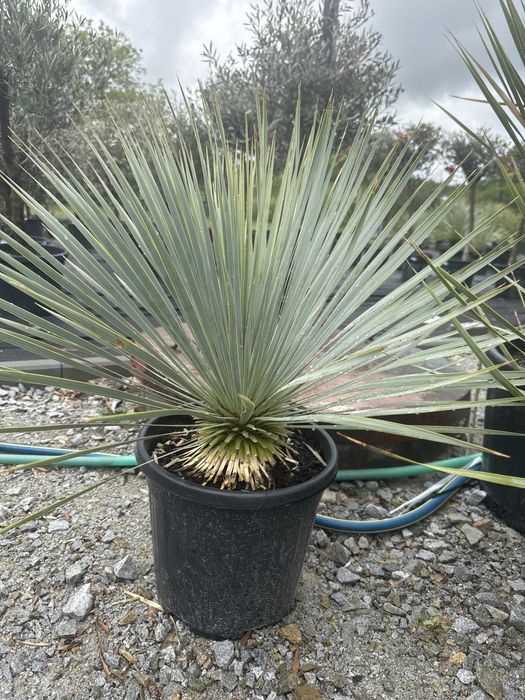 Juka Rostrata Yucca Rostrata. Ok.70cm-80cm