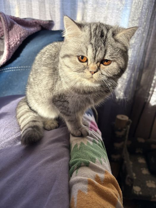 Британські короткошерстні дівчатка