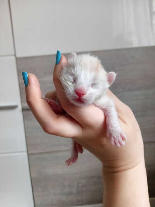 Maine coon kremowy dymny kocurek z rodowodem FPL