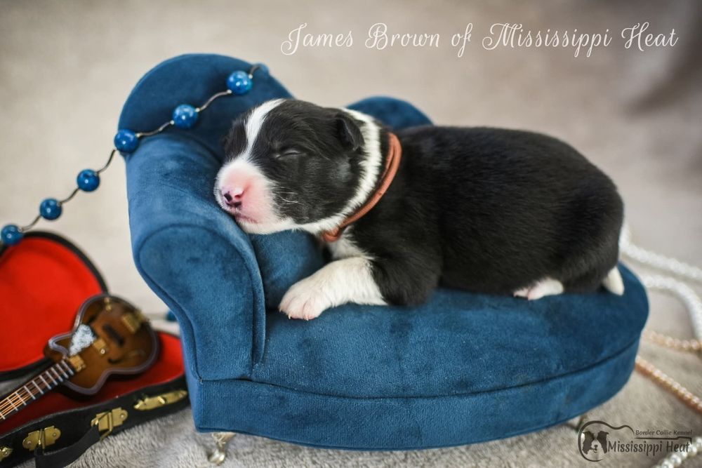 Szczeniak border collie z rodowodem ZKwP FCI