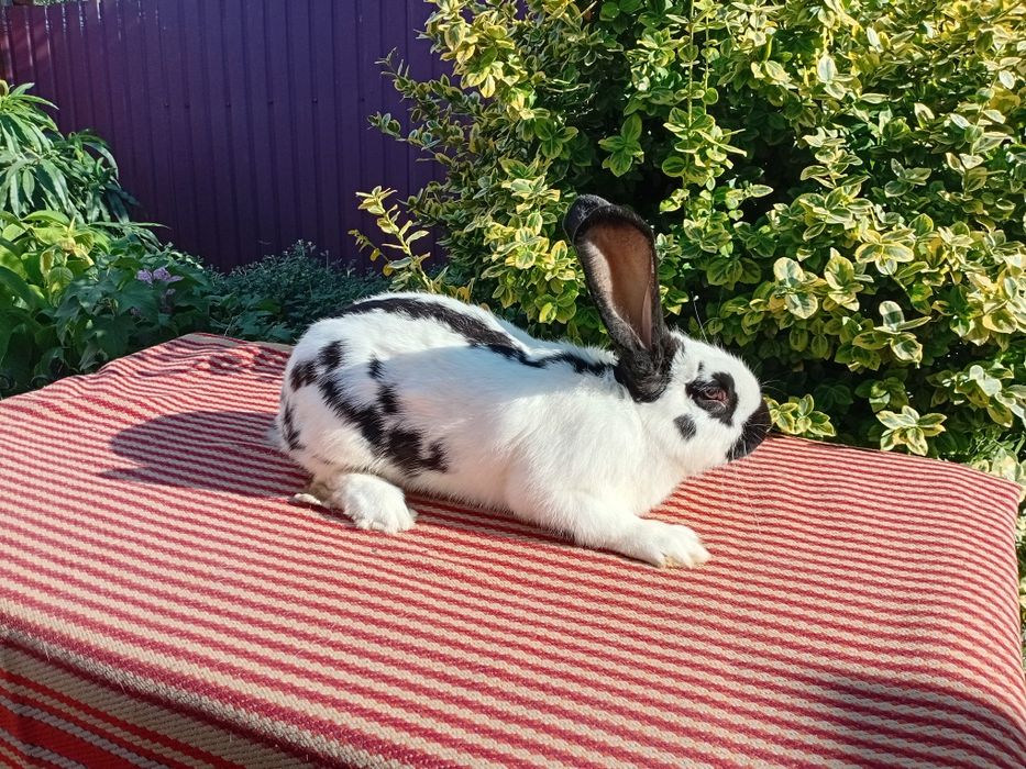 Продаються кролі