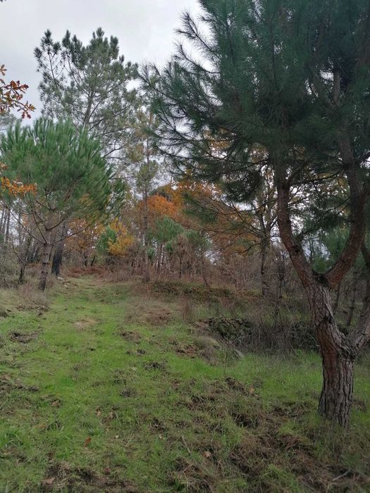 Quinta 20 000 m2 Cabanas de Viriato