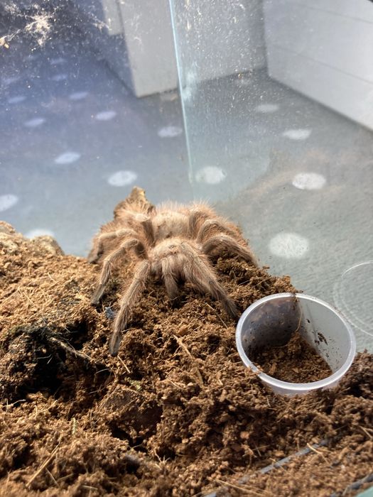 Samica nhaandu tripeppi subadult