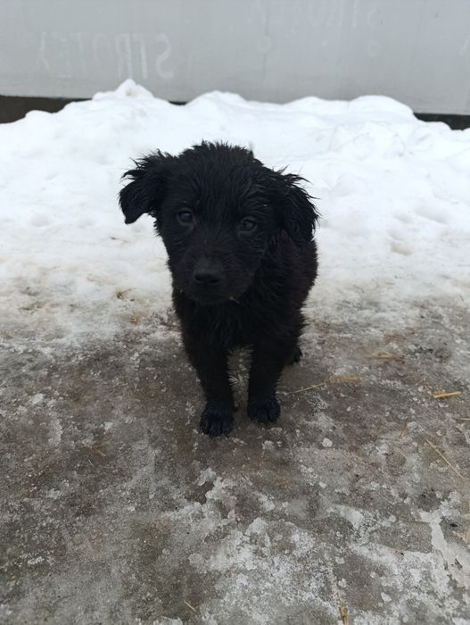 Віддам в добрі руки