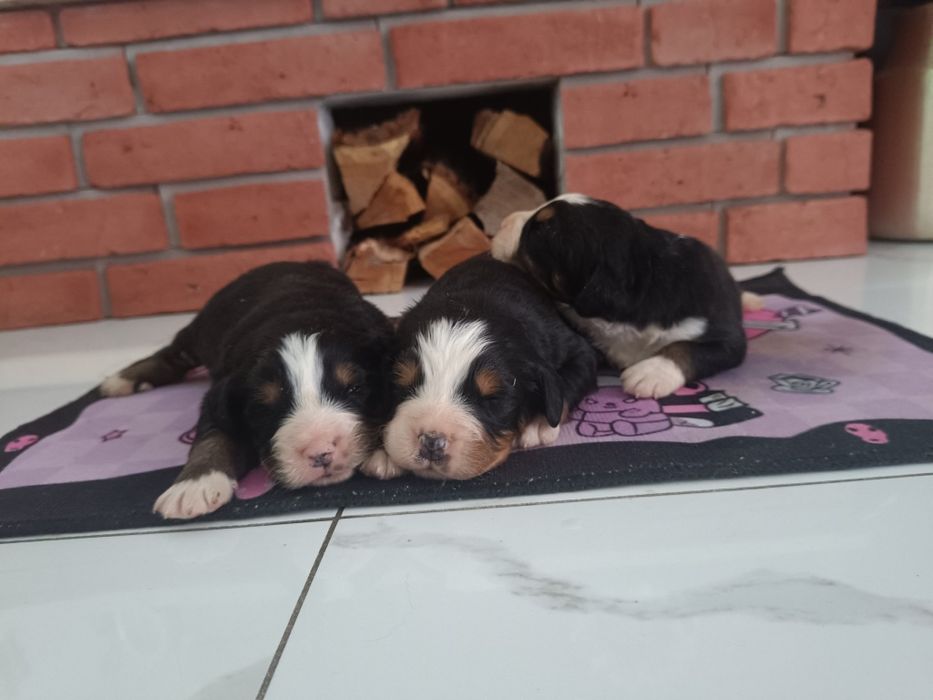 Berneński pies pasterski