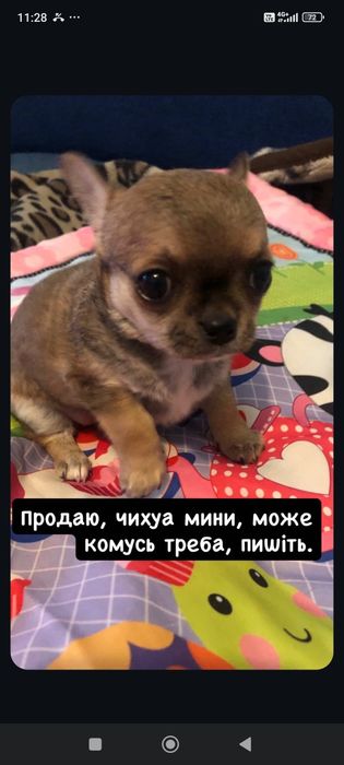 Мини щенок чихуахуа