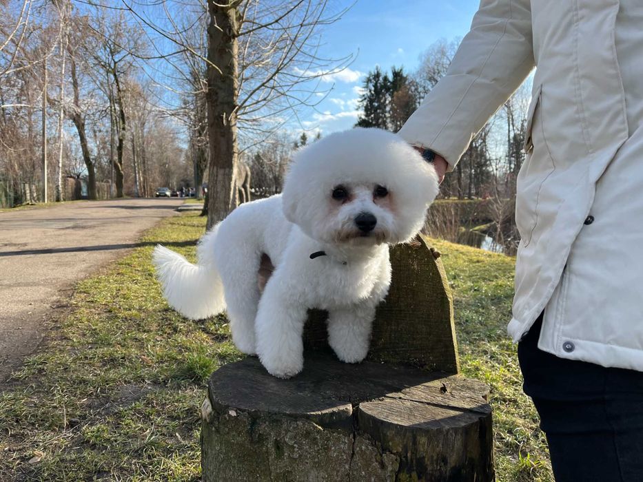 Вязка Бішон Фрізе Хлопчик з Родоводом.