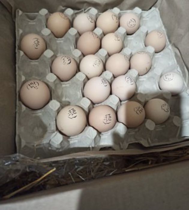 Яйце інкубаційне Домінант Голубий