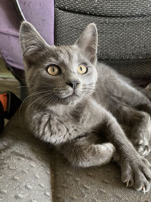 Кошеня сіре скотіш страйт