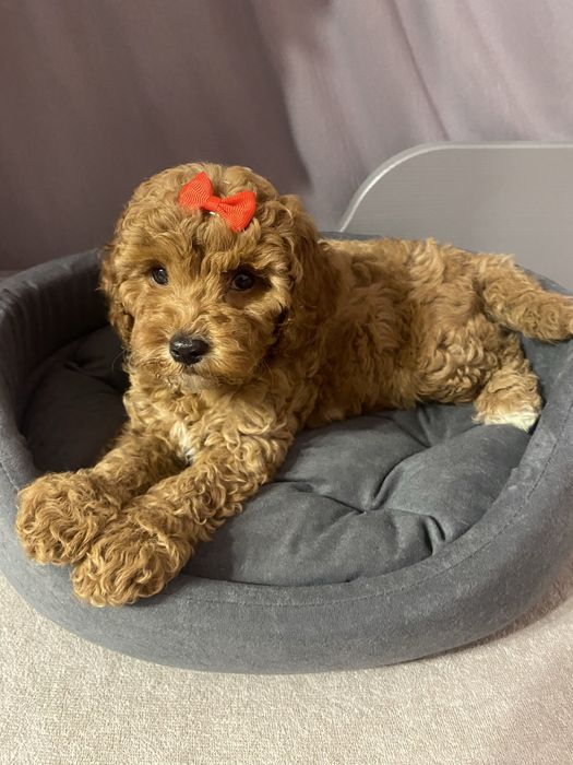 Cavapoo F1B Ayla Cavapoo&Pudel Miniaturowy