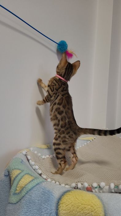 Kot bengalski  bangal