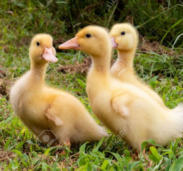 Kaczka Mała  2 tygodniowa