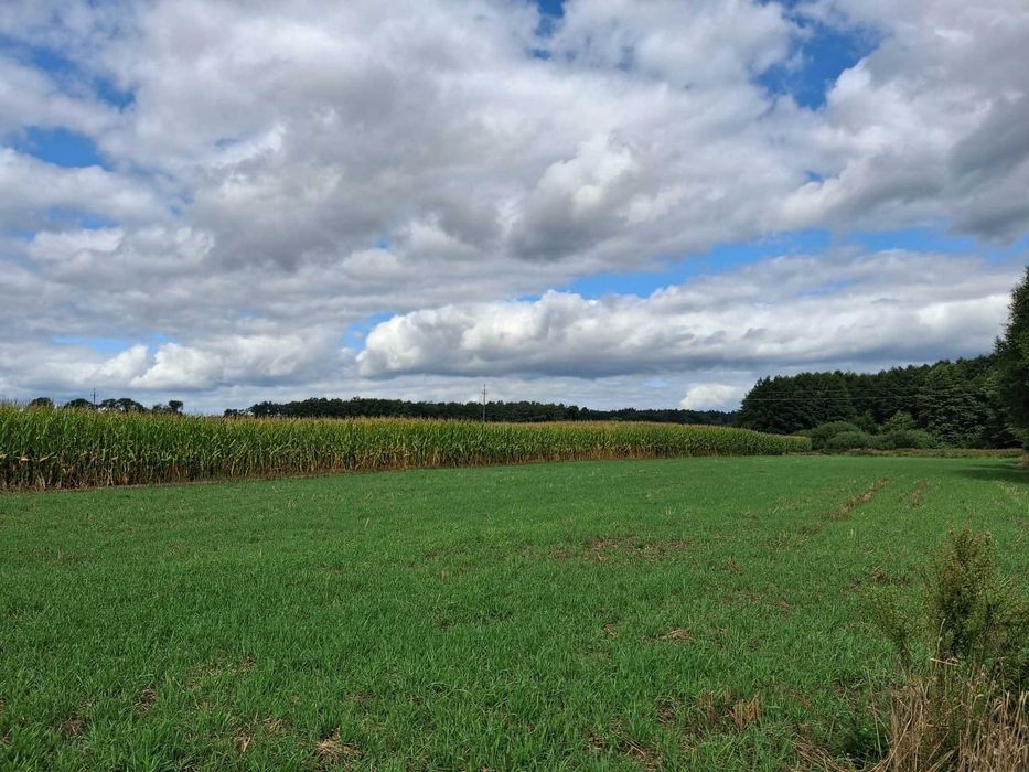 Działka budowlana 4000 m² Stara Jabłona gmina Niegosławice - Widok 2