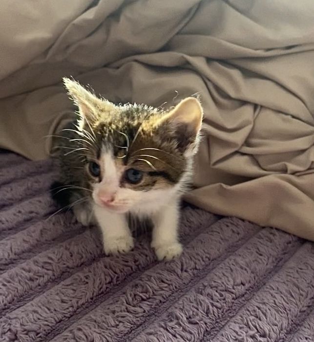 Кошеня, хлопчик.