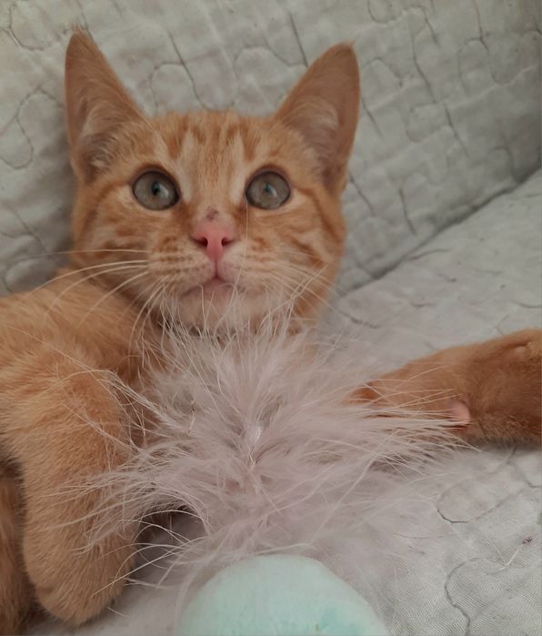 Кошеня хлопчик 3,5 місяці рудий