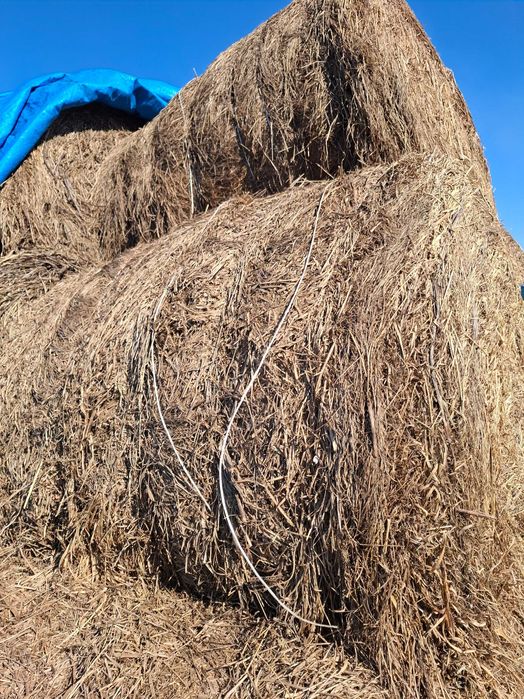 Baloty siana zeszłoroczne