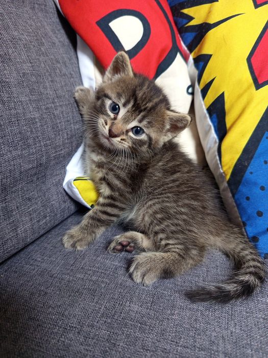Piękne małe kotki do adopcji